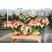 Monet Poinsettia